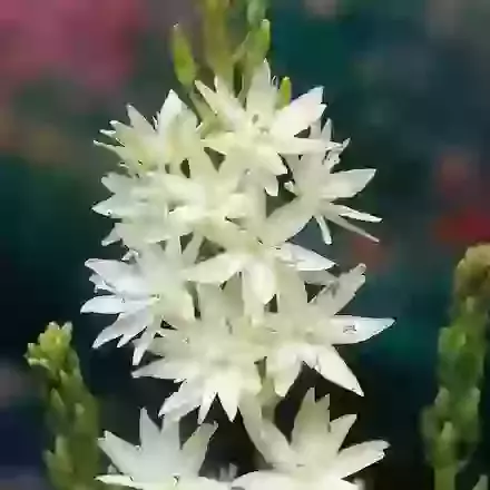 Leichtlinii Semiplena